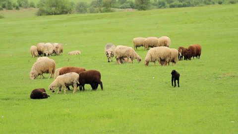 A group of sheep gazing, walking and resting on a green pasture. Black lamb walking in front. Rhodope Mountains, Bulgaria.