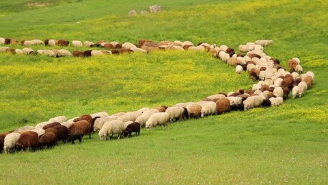 Karakachan sheep passing through picturesque green valley with flowers in spring. Rhodope Mountains, Bulgaria.