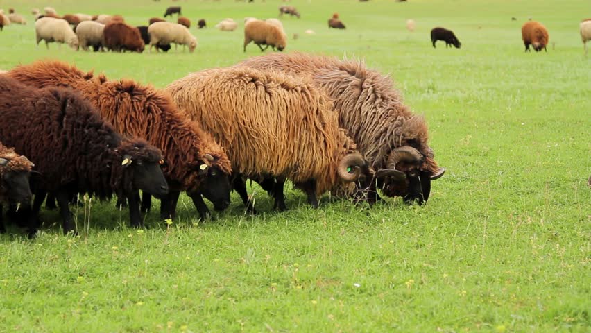 karakachan sheep