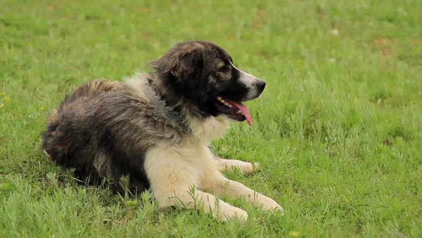 karakachanska ovcharka