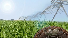 Farm Irrigation ; Irrigation system in operation in the fields under corn,video clip