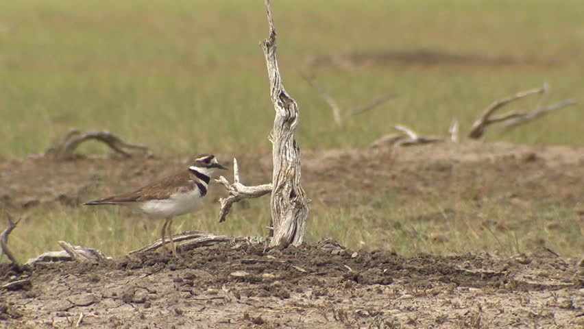 Killdeer bird squawking in an Alberta field.