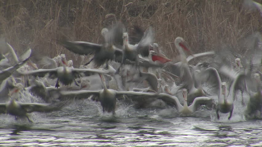 Flock of fishing pelicans fly out of the lake