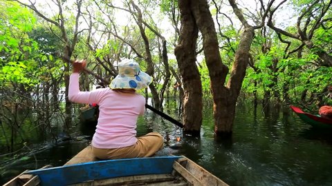 TONLE SAP, CAMBODIA - CIRCA DECEMBER: Woman rows a boat through flooded mangrove forest, on circa December, 2013, Tonle Sap, Cambodia. The Tonle Sap is the largest freshwater lake in South East Asia