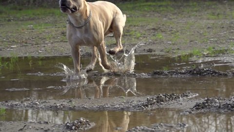 SLOW MOTION: Dog running over puddles