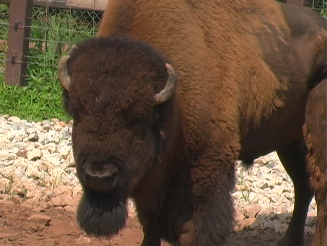 a large old bison