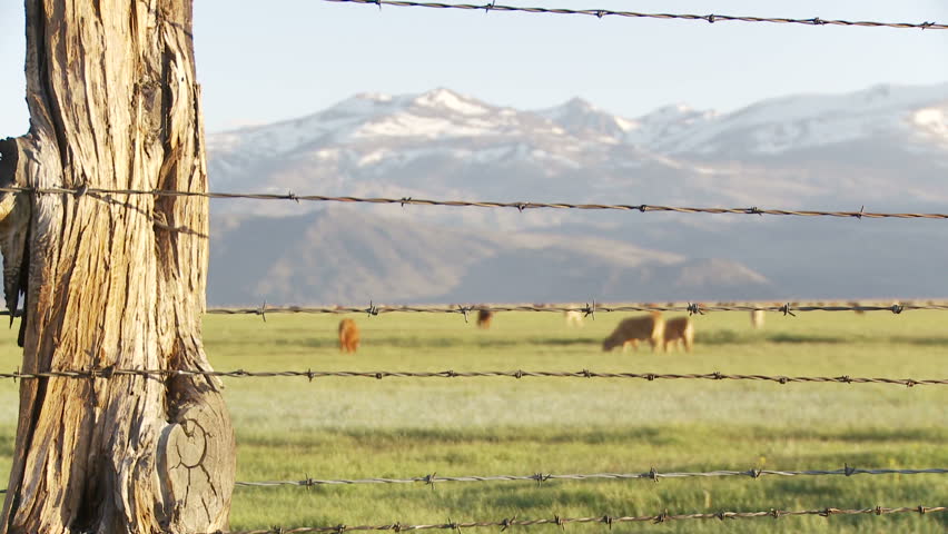 Eastern Sierras and cows with fence