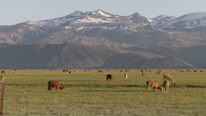 Cows grazing at the foot of the eastern Sierras