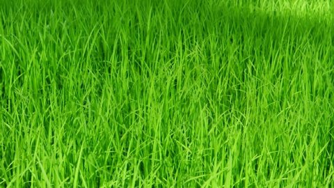 Rice plant and wind effect show nature and agriculture background