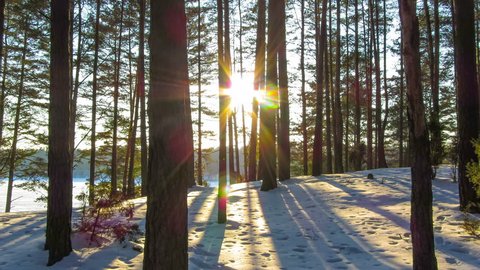 winter forest and sun, 4K timelapse