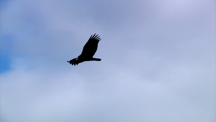 A vulture gently glides through the sky.