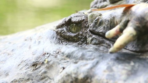 Close eye of crocodile