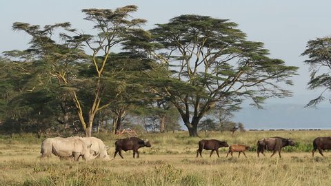 White rhinoceros (Ceratotherium simum) feeding with African buffaloes, Lake Nakuru National Park, Kenya