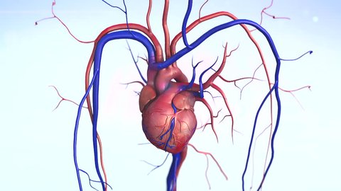   heart, Heart model w/clipping path, Human heart model, Full clipping path included, Human heart for medical study, Human Heart Anatomy