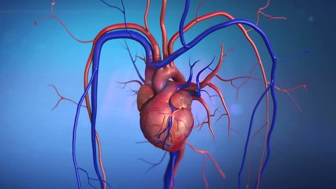   heart, Heart model w/clipping path, Human heart model, Full clipping path included, Human heart for medical study, Human Heart Anatomy