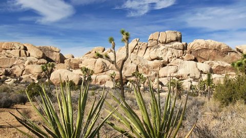 Landscape view of Joshua Tree National Park with Yucca and Joshua Tree, slider shot, 4K Ultra HD