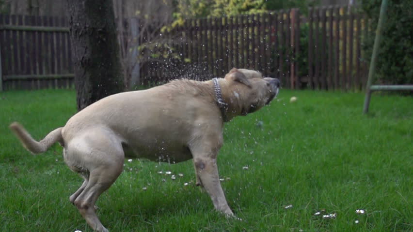 Slow Motion: Dog Shaking Off Stock Footage Video (100% Royalty-free