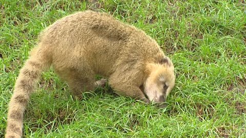 Ring-tailed coati, South American coati, (Nasua nasua)  forages in grass - side view