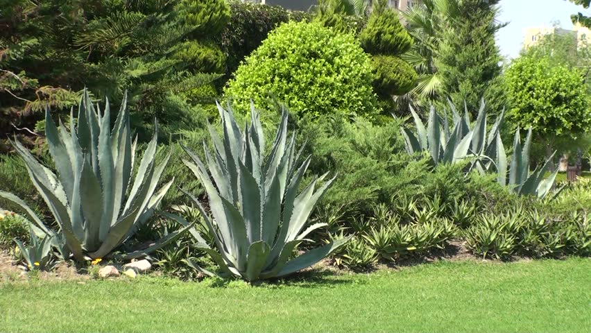 Beautiful garden with aloe vera 