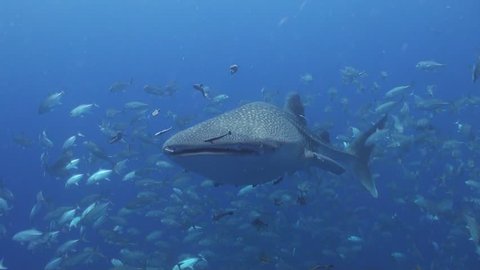 Whale shark swims towards to the camera and passes very close 