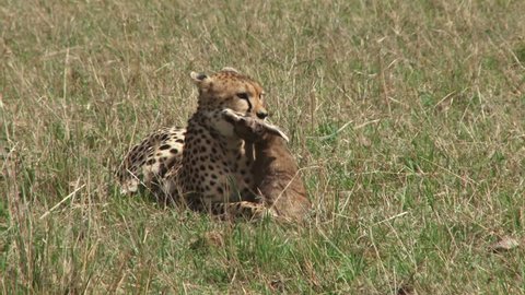 cheetah carrying a baby gazelle in the mouth
