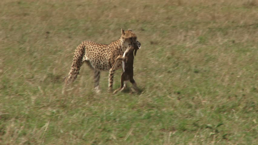 Side view of a cheetah walking with a kill in the mouth
 | Shutterstock HD Video #5405411