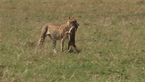 side view of a cheetah walking with a kill in the mouth
