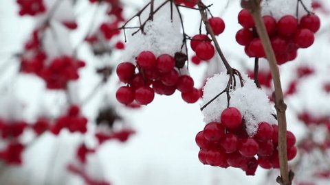 snowball red branches under snow at winter