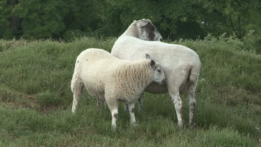 Ewe and her lamb stand. HD.