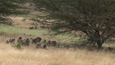 Baby Olive Baboons bounce through the tall grass in the savannah plains of the Serengeti.