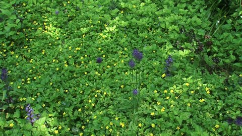 Black Rampion, Phyteuma nigrum, blooming in shade, Moneywort (Lysimachia nummularia) as ground cover + pan