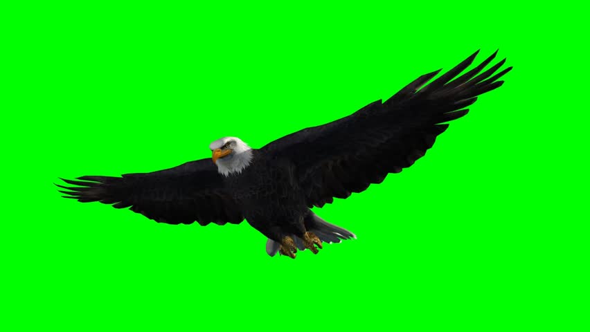 American Eagle in fly - seperated on green screen  Royalty-Free Stock Footage #5410961