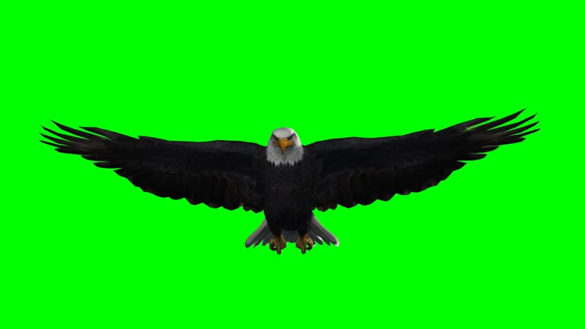 American Eagle in fly - seperated on green screen  Royalty-Free Stock Footage #5410970