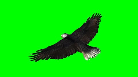 American Eagle in fly - seperated on green screen 