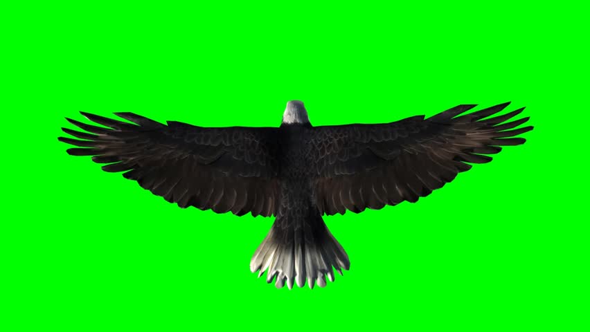 American Eagle in fly - seperated on green screen  Royalty-Free Stock Footage #5410985
