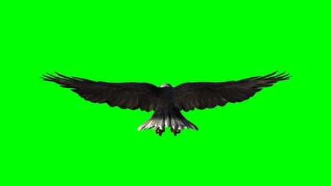 American Eagle in fly - seperated on green screen 