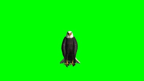 American Eagle looking around - seperated on green screen 
