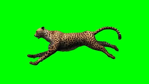 Cheetah run - seperated on green screen 
