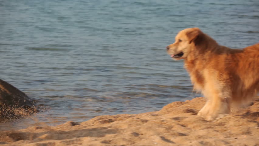 Two golden retrievers playing together at the beach