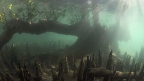 Dreamy underwater view of mangrove trees and roots