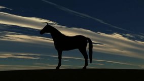 Horse Rise in Sunset - Video Background 
