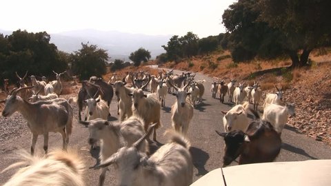 Goat herd in front of a car on a road in Greece. From Drivers view.