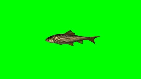 carp fish swimming fast - seperated on green screen