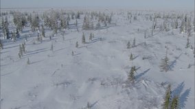 Frozen Tundra. Aerial shot of a vast frozen expanse of flat land with scattered trees.