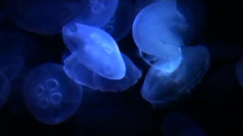 Blue Jellyfishes on black background, color enhanced
