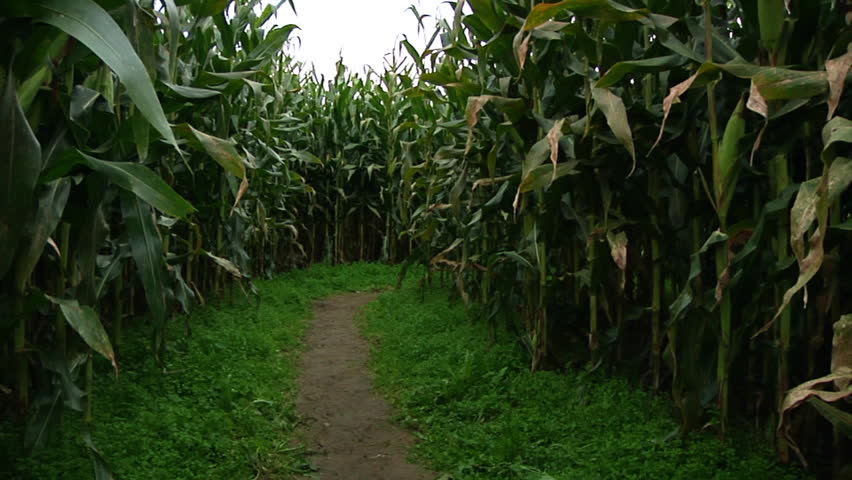 Lost in a corn maze.  Which path to follow?