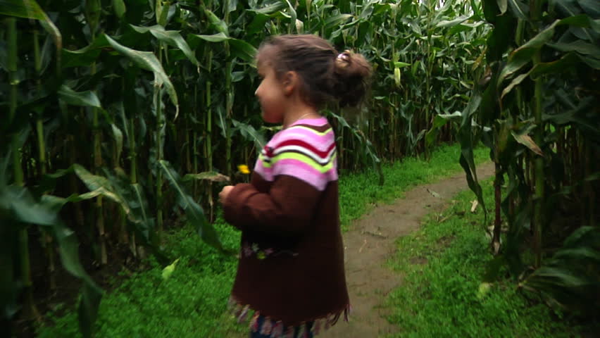 A little girl walks through a corn maze.slow motion.slow motion