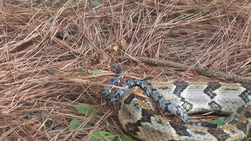 Rattlesnake adult and juvenile in a Georgia Pine forest. A hiker steps dangerously close to the venomous reptiles. These are Timber Rattlesnakes (Crotalus horridus), also Canebrake Rattlesnake.
