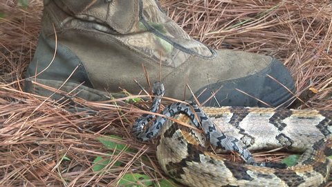 Rattlesnake adult and juvenile in a Georgia Pine forest. A hiker steps dangerously close to the venomous reptiles. These are Timber Rattlesnakes (Crotalus horridus), also Canebrake Rattlesnake.