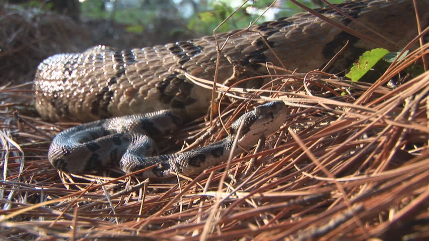 Rattlesnake adult and juvenile in a Georgia Pine forest. A hiker steps dangerously close to the venomous reptiles. Timber Rattlesnakes (Crotalus horridus), also known as the Canebrake Rattlesnake.